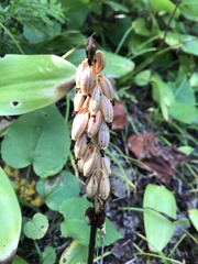 Corallorhiza striata