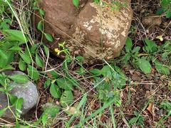 Barleria delagoensis