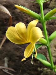 Barleria delagoensis