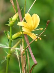 Barleria delagoensis