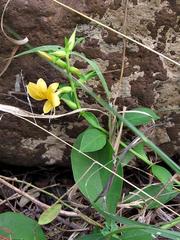 Barleria delagoensis