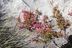 Erica daphniflora daphniflora