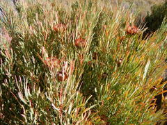 Protea acuminata