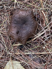 Craterellus cornucopioides