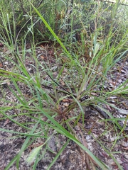 Setaria corrugata