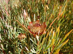 Protea acuminata