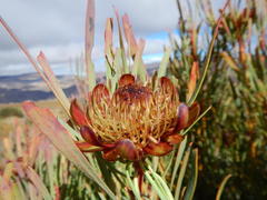 Protea acuminata