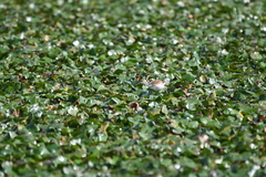 Hydrophasianus chirurgus