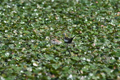 Hydrophasianus chirurgus