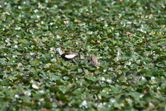 Hydrophasianus chirurgus