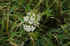 Achillea pannonica
