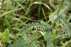 Achillea pannonica