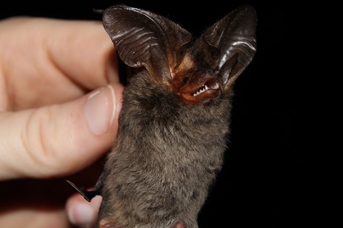 Tropical Big-eared Brown Bat