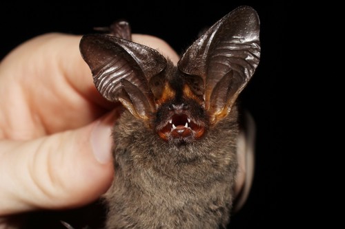 Tropical Big-eared Brown Bat