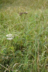 Achillea pannonica