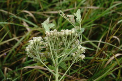Achillea pannonica