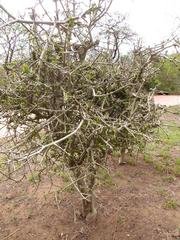 Hyperacanthus amoenus