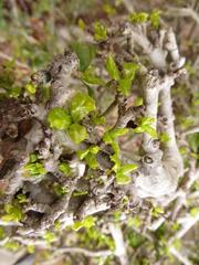 Hyperacanthus amoenus