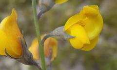 Lebeckia pauciflora