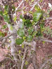 Hyperacanthus amoenus