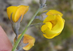 Lebeckia pauciflora