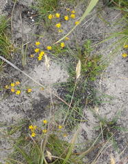 Lebeckia pauciflora