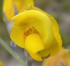 Lebeckia pauciflora