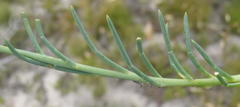 Lebeckia pauciflora