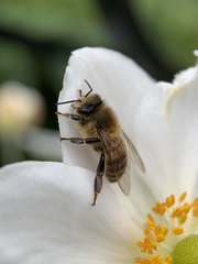 Apis mellifera