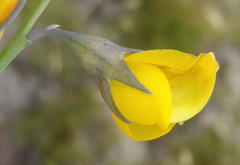 Lebeckia pauciflora