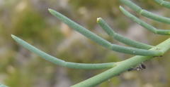 Lebeckia pauciflora