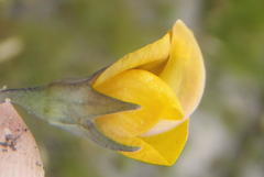Lebeckia pauciflora