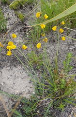 Lebeckia pauciflora