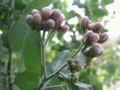Pluchea tomentosa