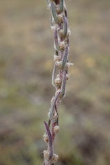 Bassia laniflora