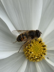 Eristalis tenax