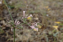 Asperula tenella