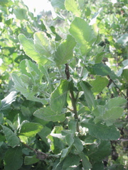 Pluchea tomentosa