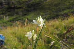 Ornithogalum schlechterianum
