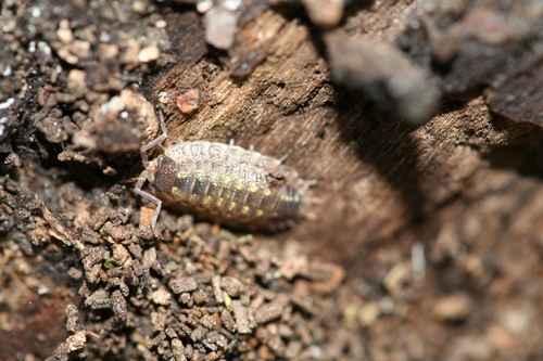 Photo of Brickwork Woodlouse (Porcellio spinicornis)