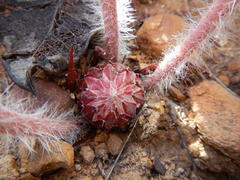Protea scolopendriifolia
