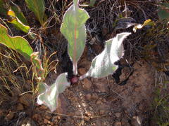 Protea scolopendriifolia