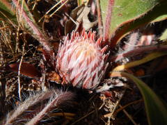 Protea scolopendriifolia