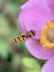 Episyrphus balteatus