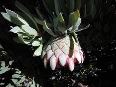 Protea pendula