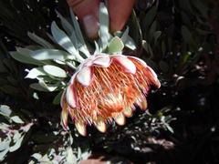 Protea pendula