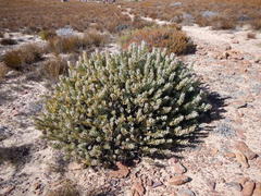 Protea pendula