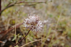 Allium tarkhankuticum