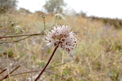 Allium tarkhankuticum