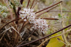 Allium tarkhankuticum